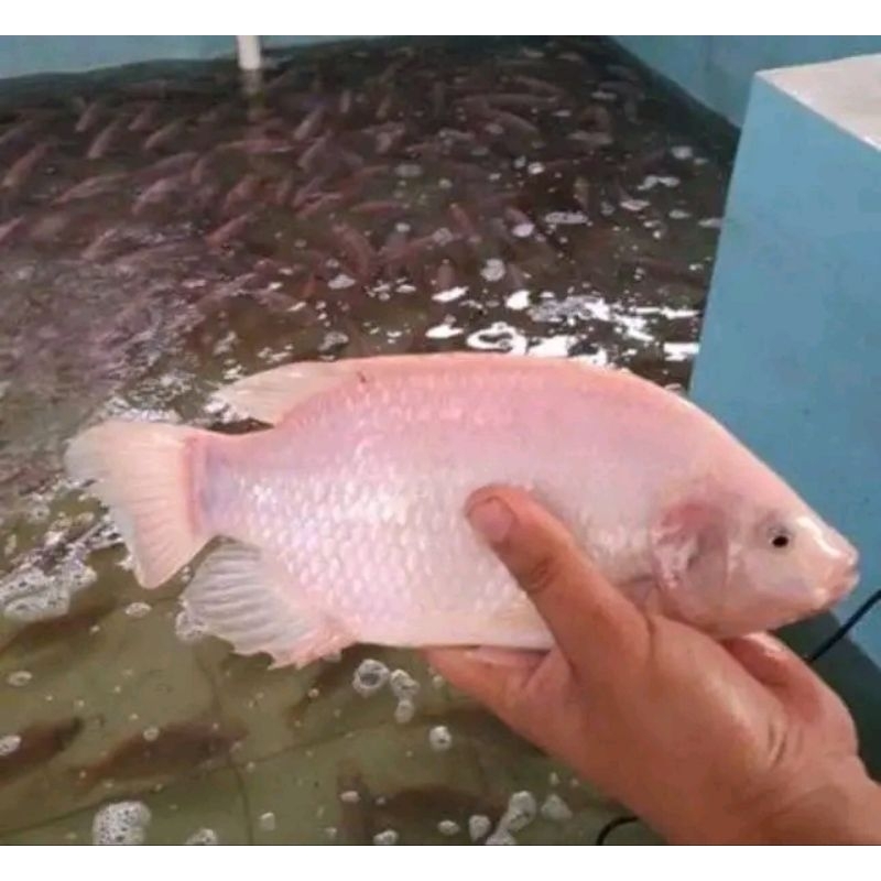 

ikan nila segar ikan nila 1kg