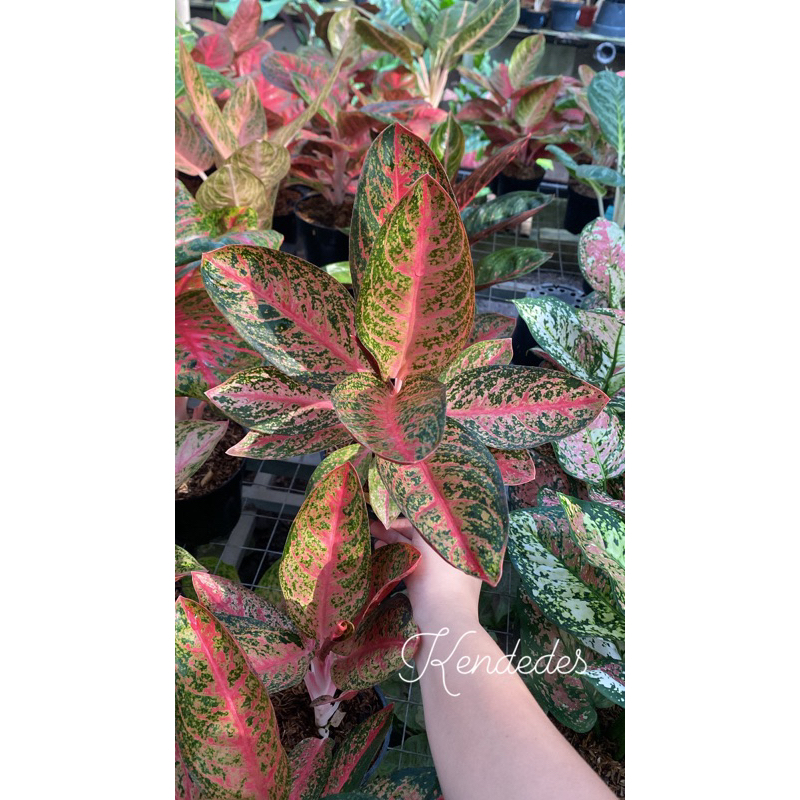 Aglaonema Kendedes