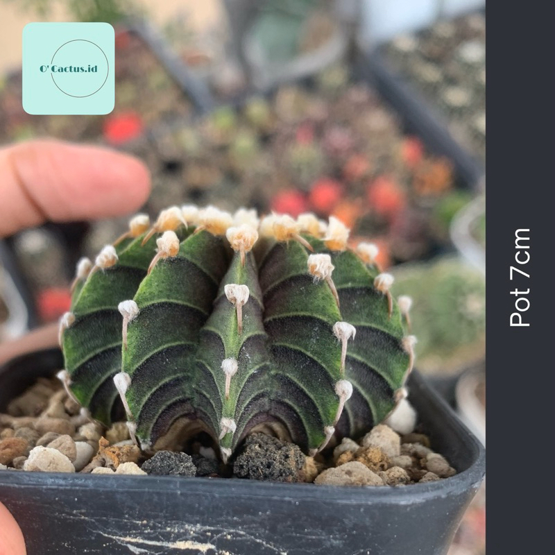 Gymnocalycium LB Vos 12 Ribs 12ribs kaktus gymno vos014 rare black skin original ori kaktus tanaman 