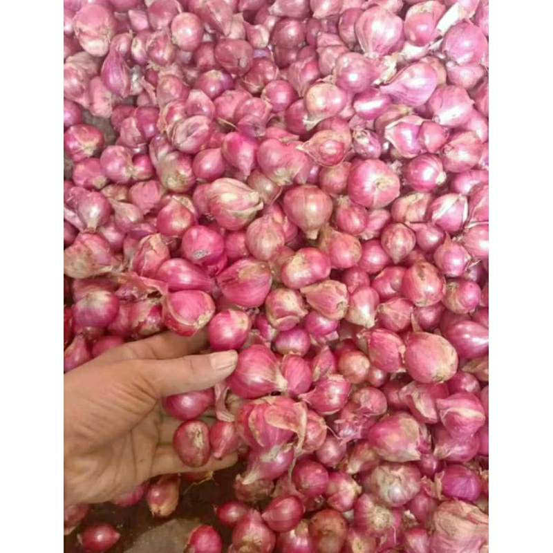 

bawang merah / brambang linggo super 250 grm jatim