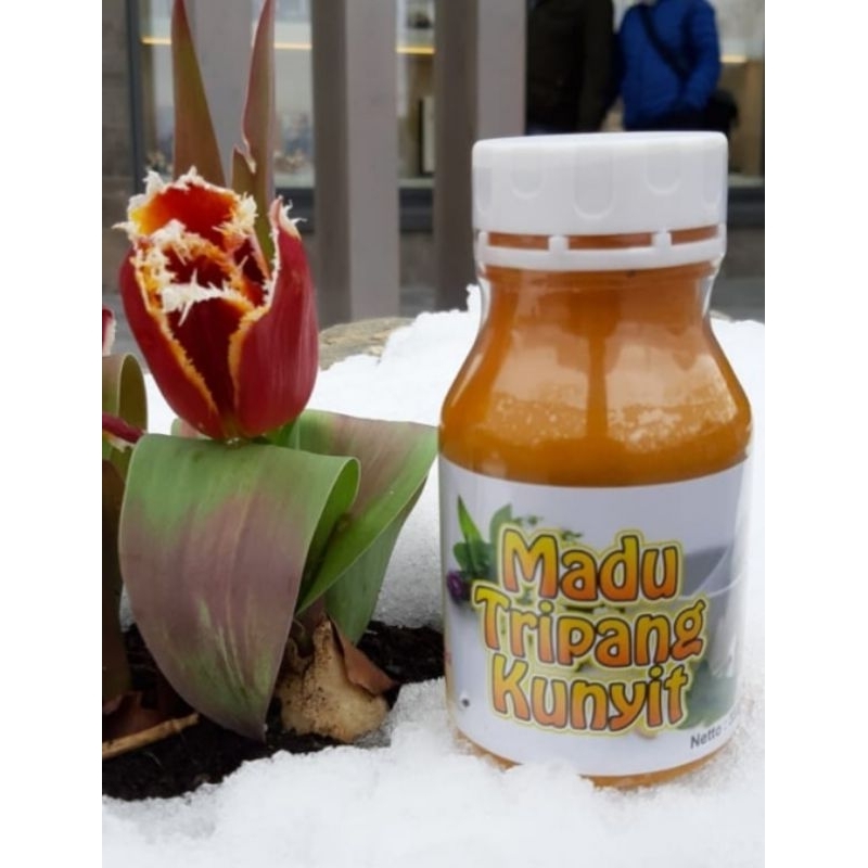

madu teripang