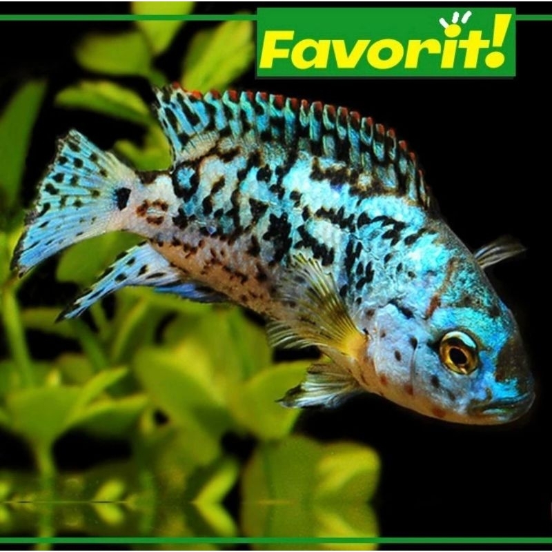 Paket Koloni (isi 10) Cichlid EBJD (Electric Blue Jack Demsey) Ikan Hias Aquarium Aquascape