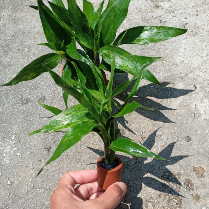 Tanaman Hias Aquarium Aquascape Bambu Hoki Bambu Air + POT