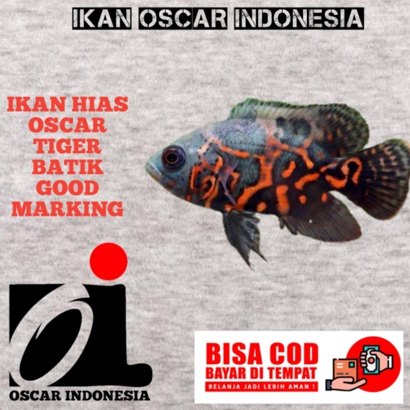 Oscar albino Tiger/Tiger batik/tembaga/albino Paris/yellow lemon 8-10cm