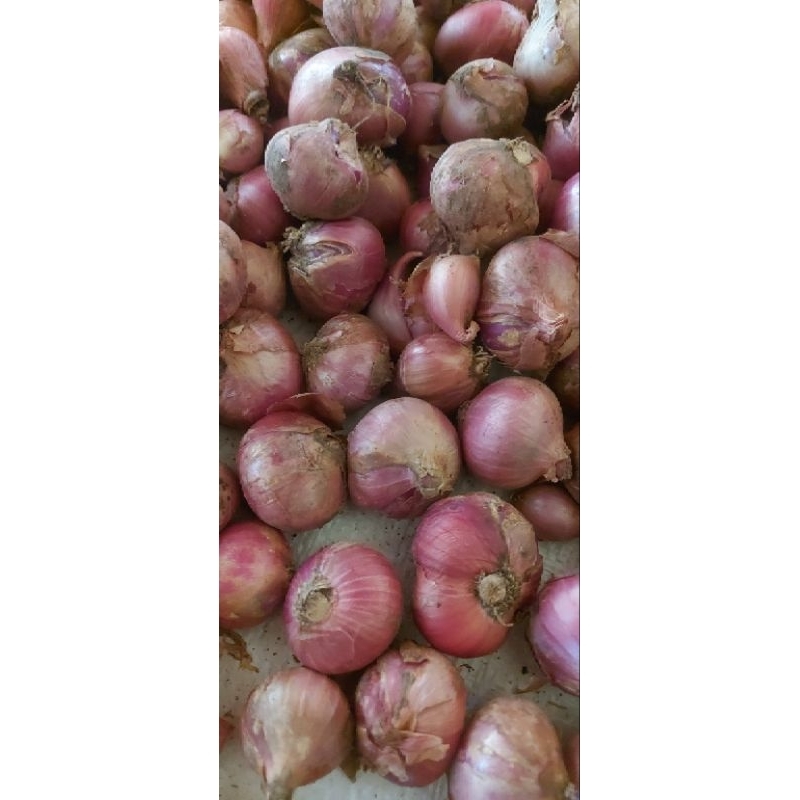 

bawang merah karet 1 kg besar2
