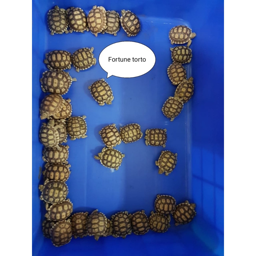 Sulcata 5cm up Plastron murni-Sudah Baby Up-GARANSI MAKAN RAKUS 1X24JAM-GARANSI BEBAS BS-
