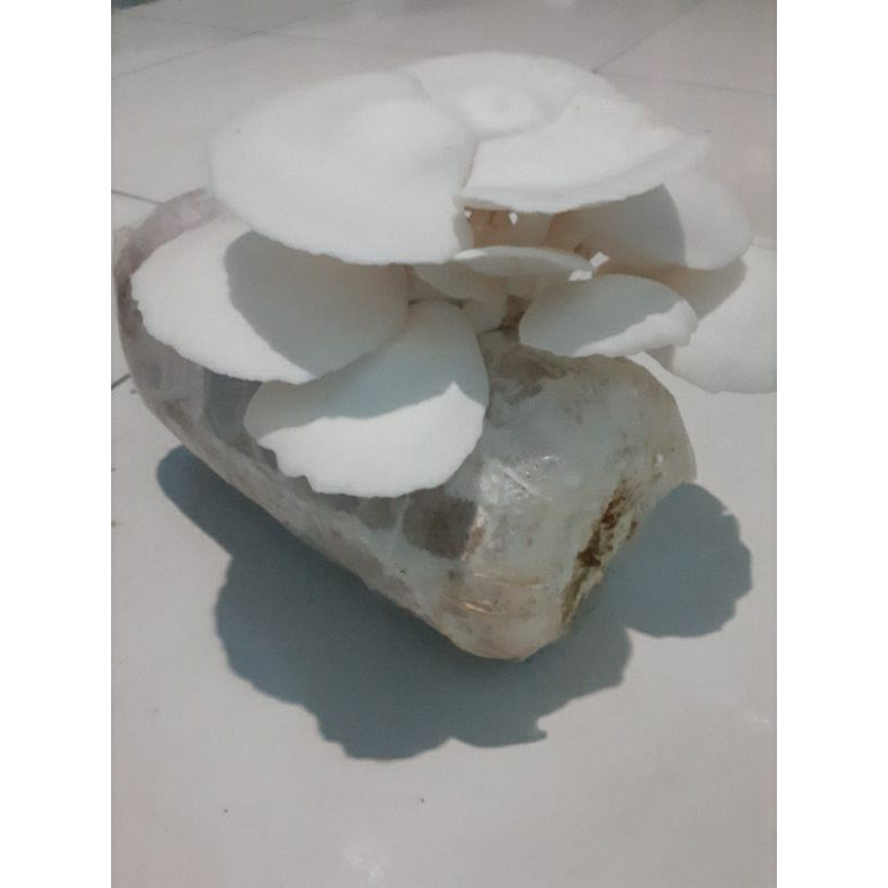 

baglog jamur tiram putih 5pcs