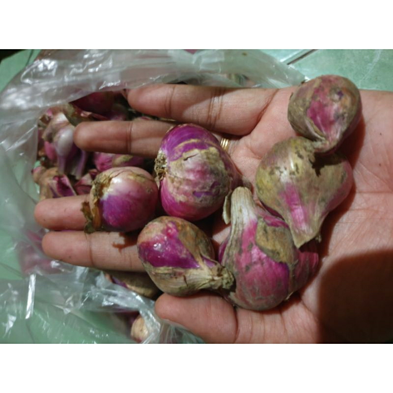 

Bawang Merah/Brambang