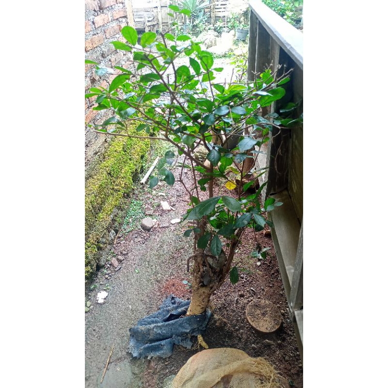 Bahan bonsai serut