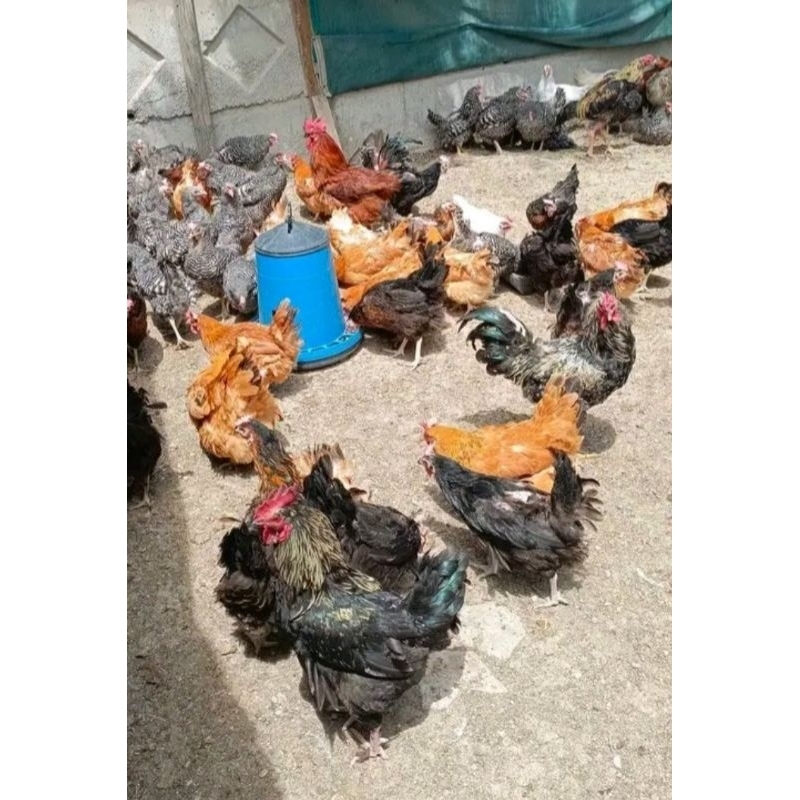 

New promo telur tetas Sangkuni ory pure l8ne telur fertil