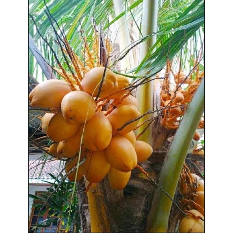bibit kelapa kuning kelapa gading