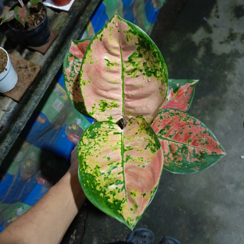 kochin eboni induk tanian lokal