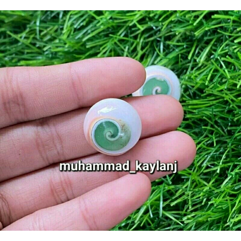 batu akik keong fosfor (S)