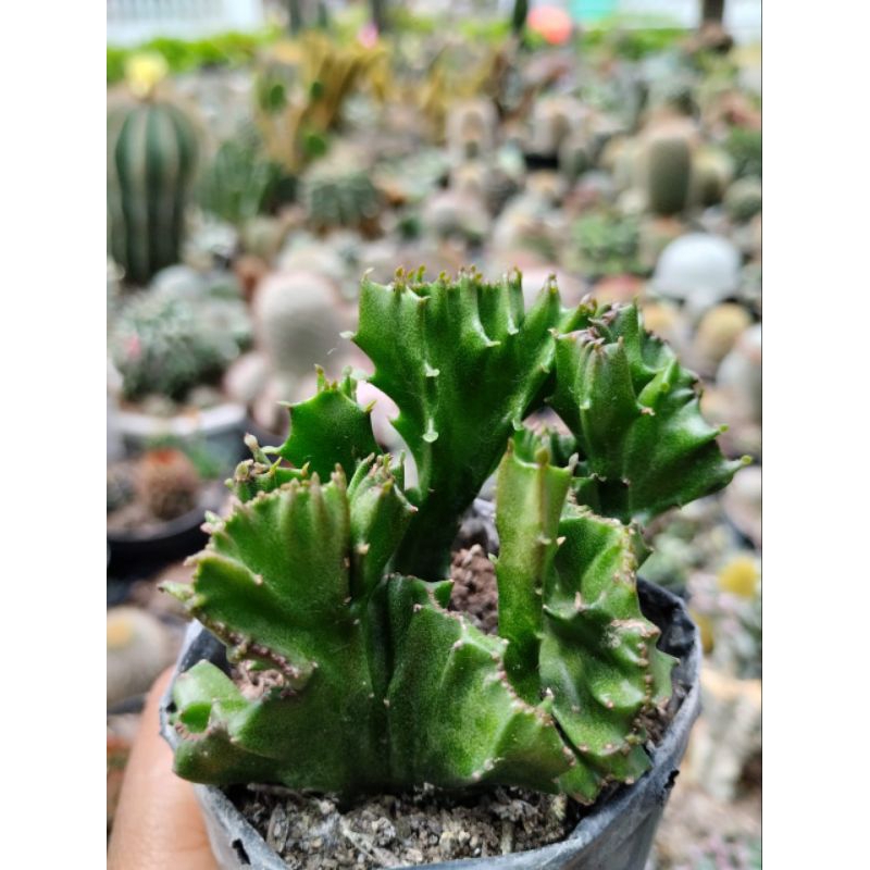 Kaktus Cristata Hijau