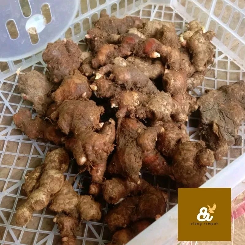 

JAHE MERAH MEDAN SEGAR MASIH ADA TANAH 100 GRAM