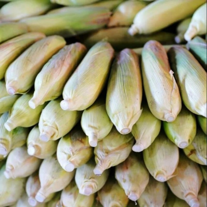 

jagung madu 1buah