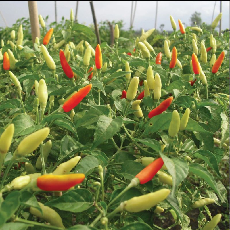 benih cabai japlak putih