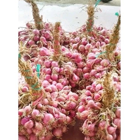 

bawang merah 1 kg ber daun atau bertangkai kering sangat berkualitas tahan awet 2-3 bulan