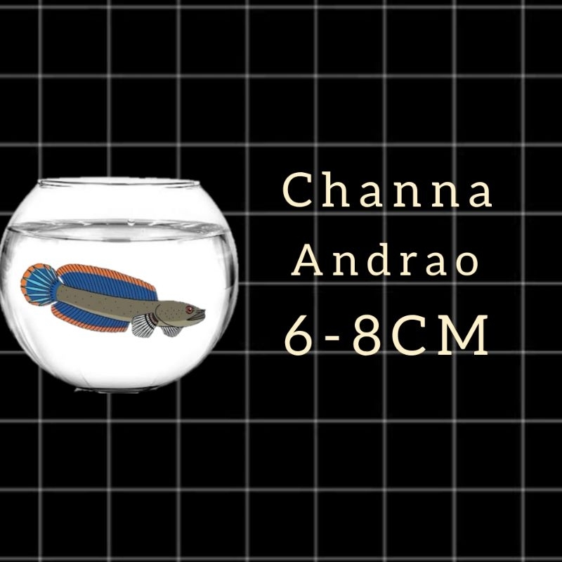 

sticker channastewarti6.8cmdotrapet