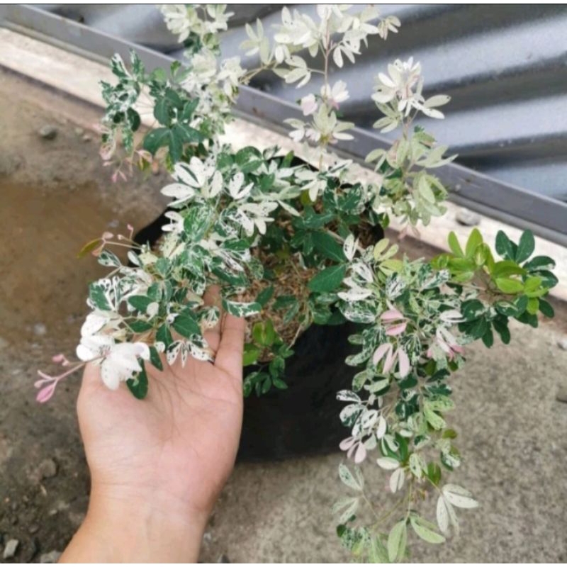 Tanaman Asem Belanda / Asem Londo / tanaman bahan bonsai