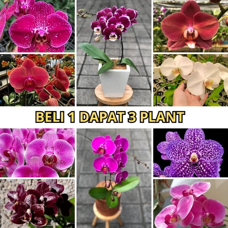 ANGGREK BULAN JUMBO