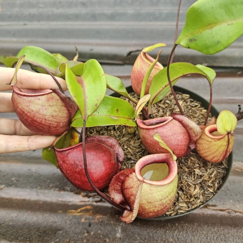 

viking x ampullaria (special clone)egg