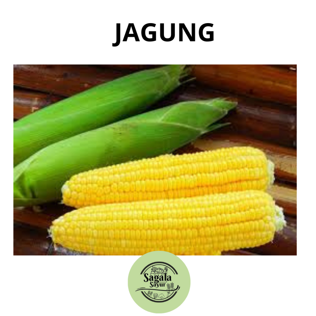 

Jagung Manis perkg / sayur lokal / sayur segar