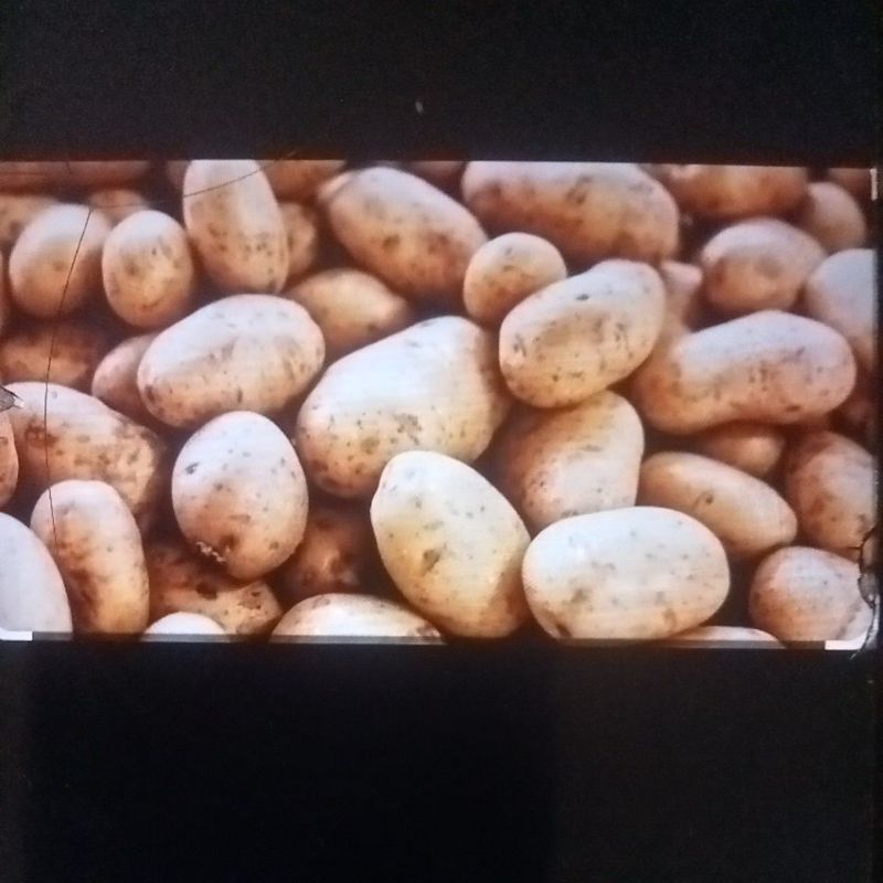 

kentang