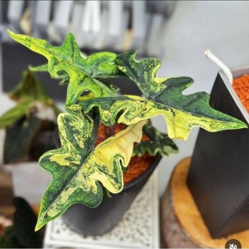 (BISA COD )New produk  alocasia jacklyn variegata bibit