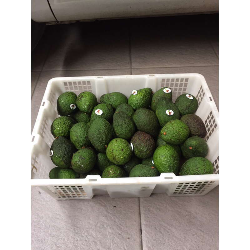 

Alpukat / Avocado Haas (9 KG) Fresh Import