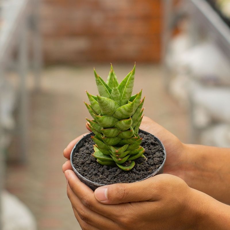 SANSEVIERIA HYBRID PAGODA TOWER ( POT 10 CM )