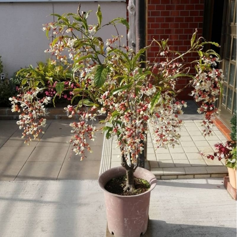 [LANGKA] Clerodendrum wallichii / bridal veil bibit tanaman hias bunga