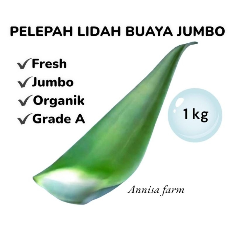 

Pelepah Lidah Buaya Jumbo | Aloevera Jumbo Organik (1kg)