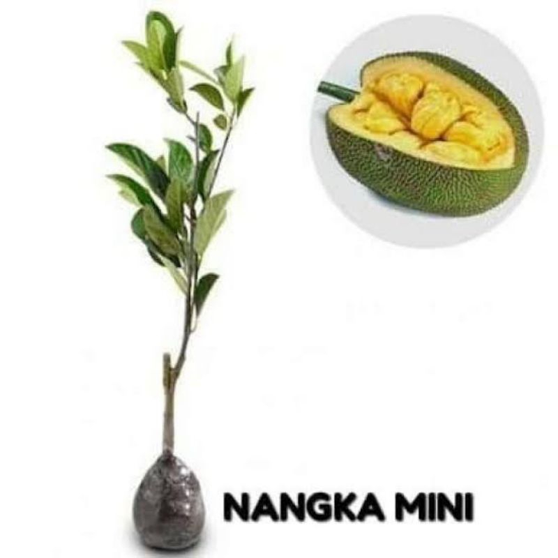 nangka mini bibit pohon nangka mini
