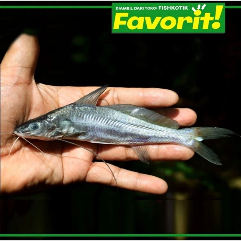 Mystus Nigriceps Catfish Ikan Hias Predator HIasan Aquarium Aquascape