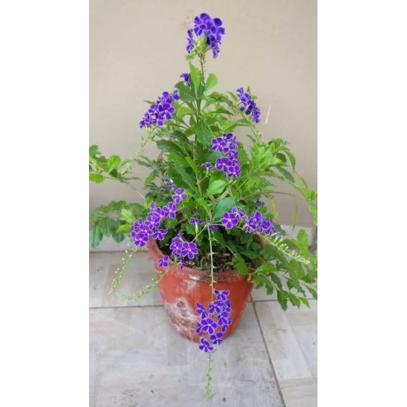 duranta tanaman pagar bibit hidup