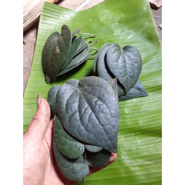 Daun sirih hitam asli hutan 50 lembar