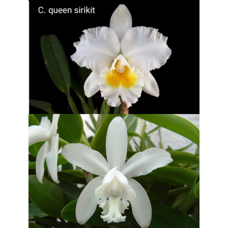 anggrek Catleya dewasa bunga wangi