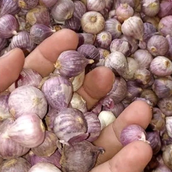 

BAWANG PUTIH TUNGGAL UKURAN KECIL 1KG