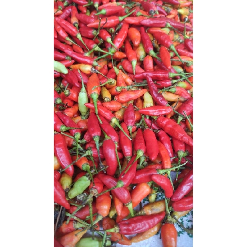 

cabe rawit merah pedas 500gr