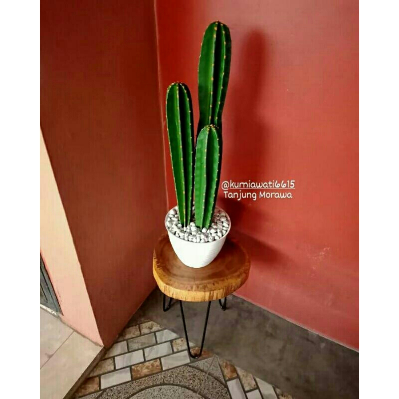 kaktus koboi artificial (palsu)