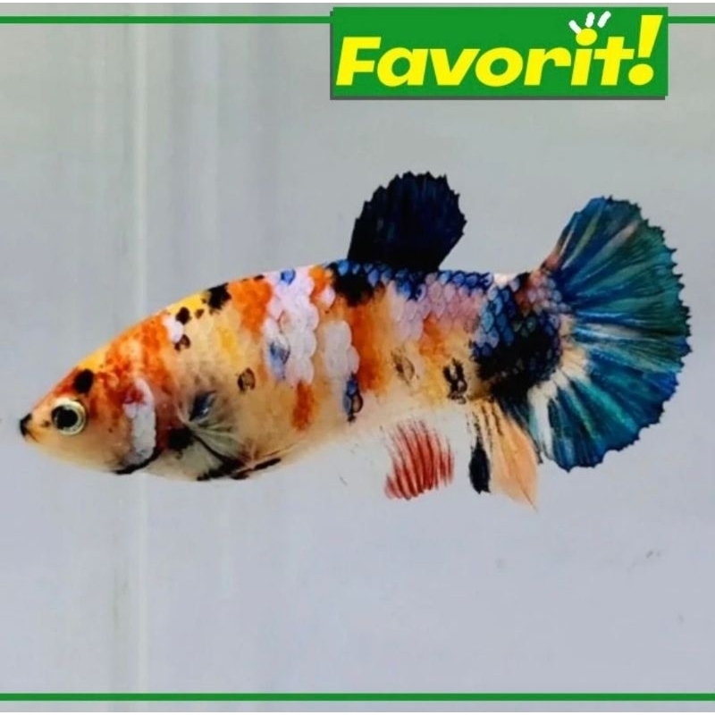 Cupang Betina Multicolor Ikan Hias Aquascape Hiasan Aquarium