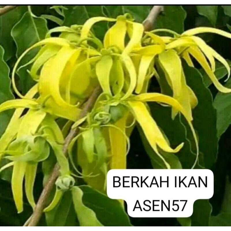 

PROMO MURAH!!! 12 KEMBANG/BUNGA KENANGA HERBAL ALAMI