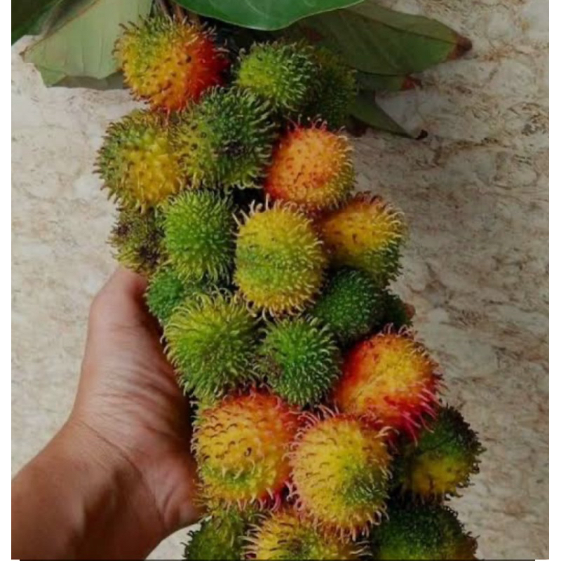 

Bibit rambutan rapiah hasil okulasi cepat berbuah
