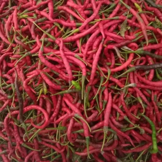 

1KG Cabai Merah Keriting kecil tahan lama