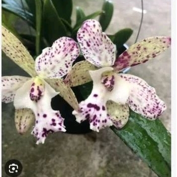 CATTLEYA | ANGGREK CATTLEYA JAIRAK COSMOS KOLEKSIAN DEWASA