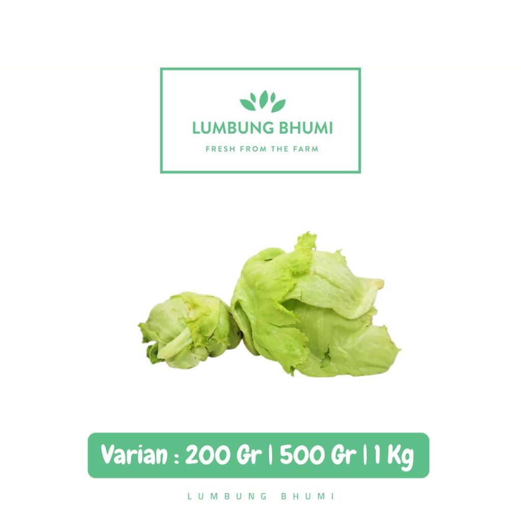 

Selada Lettuce Head Sayur - Lumbung Bhumi