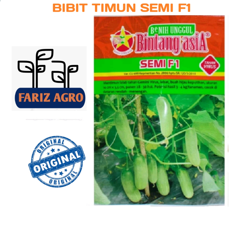 Benih Timun Lalap Semi F1 20Gram Original Bintang Asia Bibit Mentimun