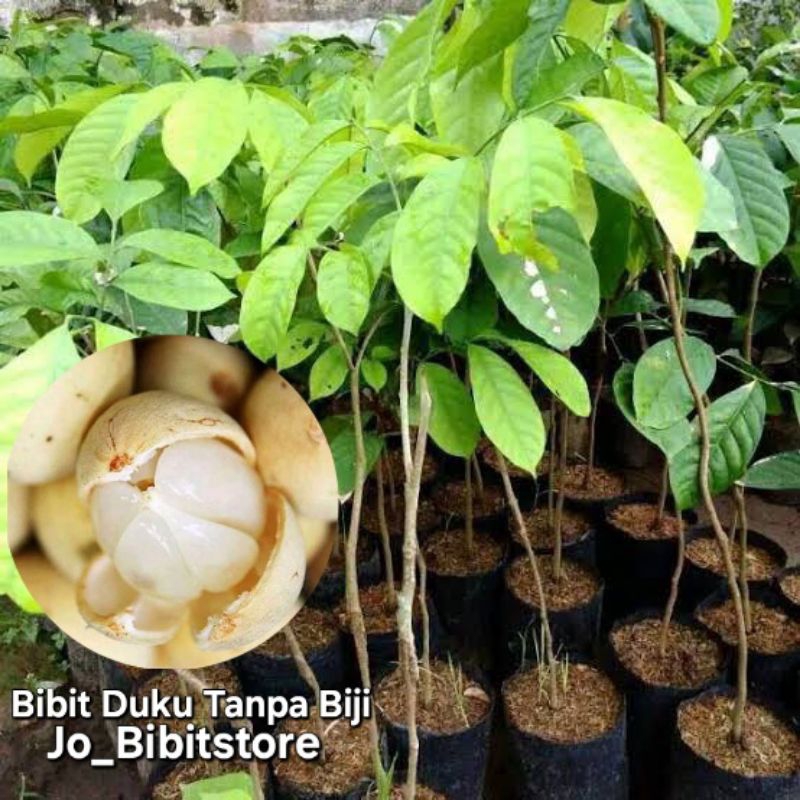 Bibit Duku Tanpa Biji Super Cepat Berbuah | Terlaris Bibit Duku Tanpa Biji Unggulan