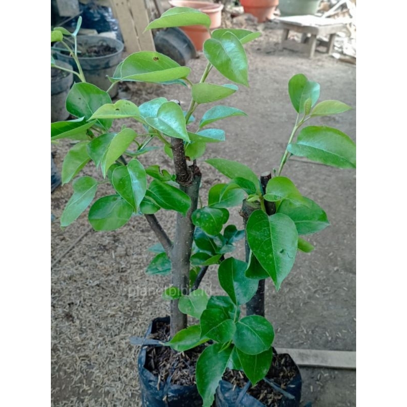 Bibit buah pir asia batang besar
